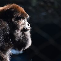 Imagem referente a Zoo de Cascavel amplia visitação e abrirá de terça a domingo