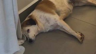 Imagem referente a Cadela perdida no Centro de Cascavel está à espera dos tutores em brechó