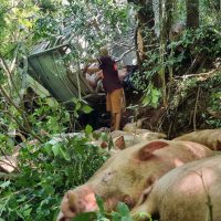 Imagem referente a Porcos morrem e motorista sobrevive após caminhão cair em cachoeira na PR-180, em Cascavel