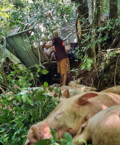 Imagem referente a Porcos morrem e motorista sobrevive após caminhão cair em cachoeira na PR-180, em Cascavel