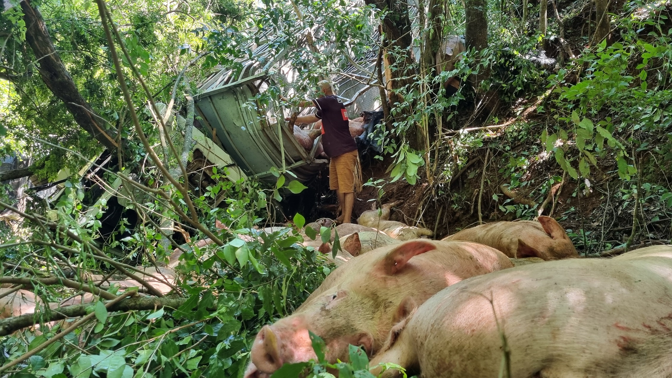 Imagem referente a Porcos morrem e motorista sobrevive após caminhão cair em cachoeira na PR-180, em Cascavel