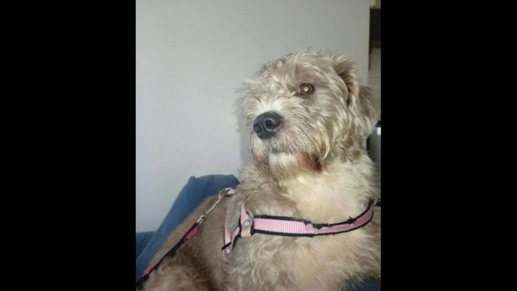 Cachorra desapareceu no bairro Brasmadeira