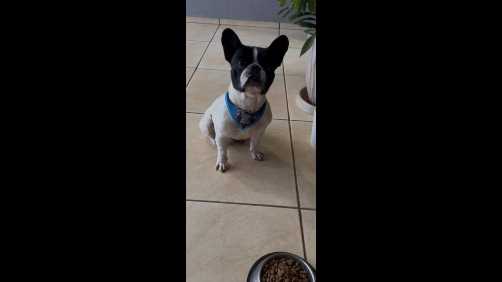 Cachorro Bruce desapareceu no bairro Canadá