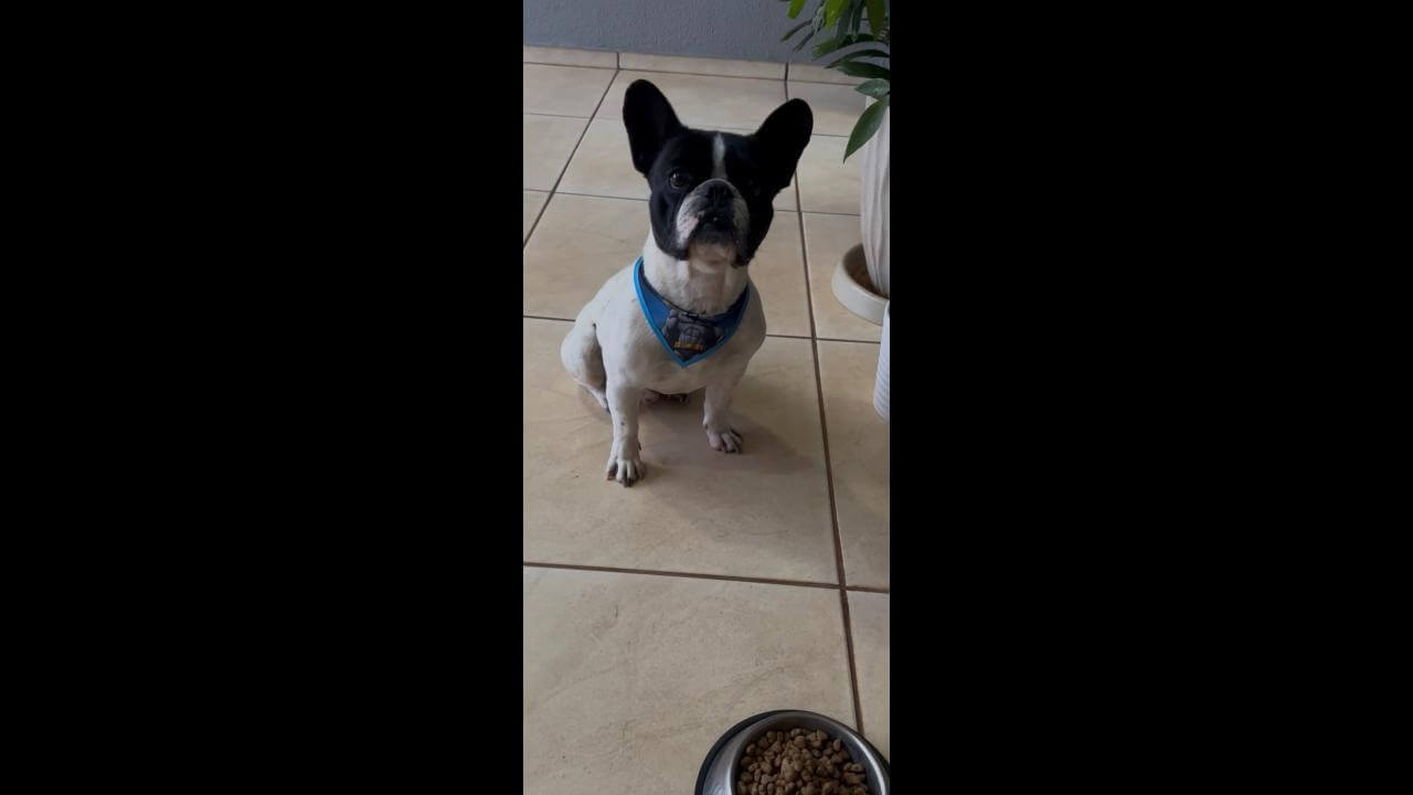 Cachorro Bruce desapareceu no bairro Canadá