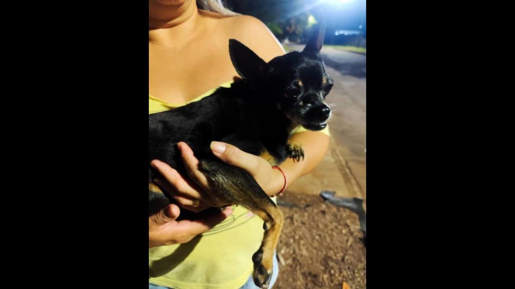 Cachorra é encontrada no bairro Turisparque