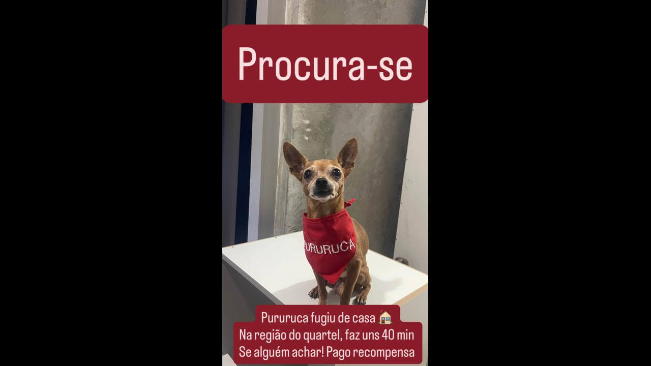 Cachorro Pururuca desapareceu no bairro Maria Luiza