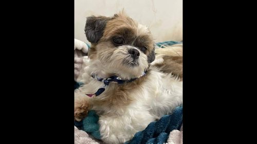 Cachorra Adhara desapareceu no bairro Floresta