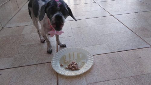 Cachorra Maggie desapareceu no bairro São Cristóvão