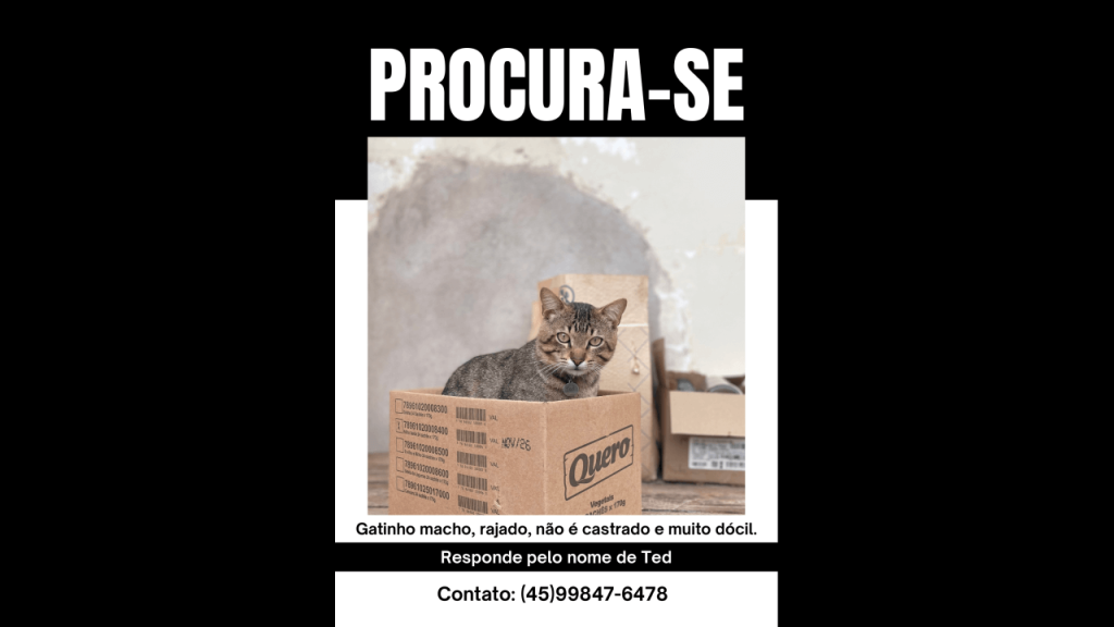 Gato Ted desapareceu no bairro Morumbi