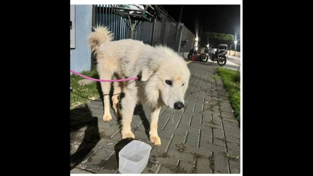 Cachorro é encontrado no bairro Cancelli