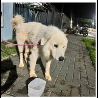 Imagem referente a Cachorro é encontrado no bairro Cancelli