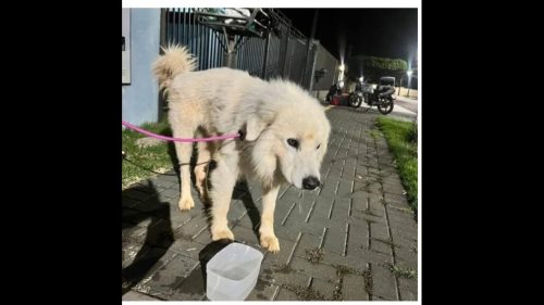 Cachorro é encontrado no bairro Cancelli