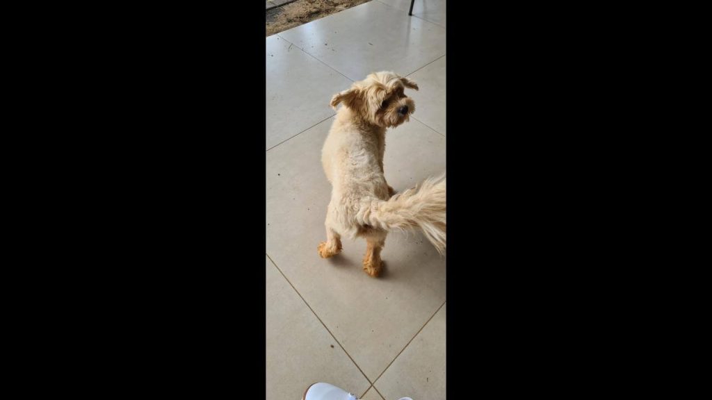 Cachorro é encontrado no bairro Cataratas