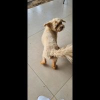 Imagem referente a Cachorro é encontrado no bairro Cataratas