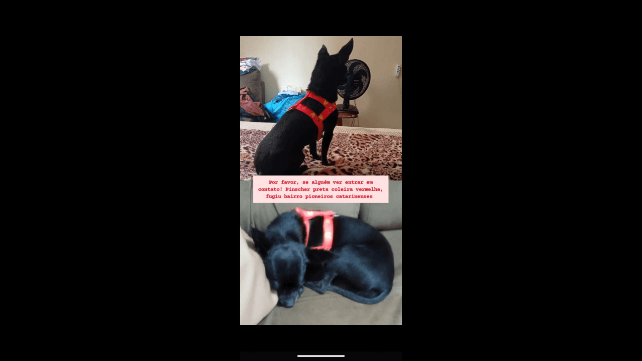 Cachorra Jade desapareceu no bairro Pioneiros Catarinenses