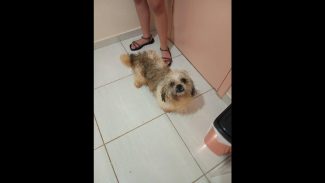 Imagem referente a Cachorra é encontrada no bairro Santa Cruz