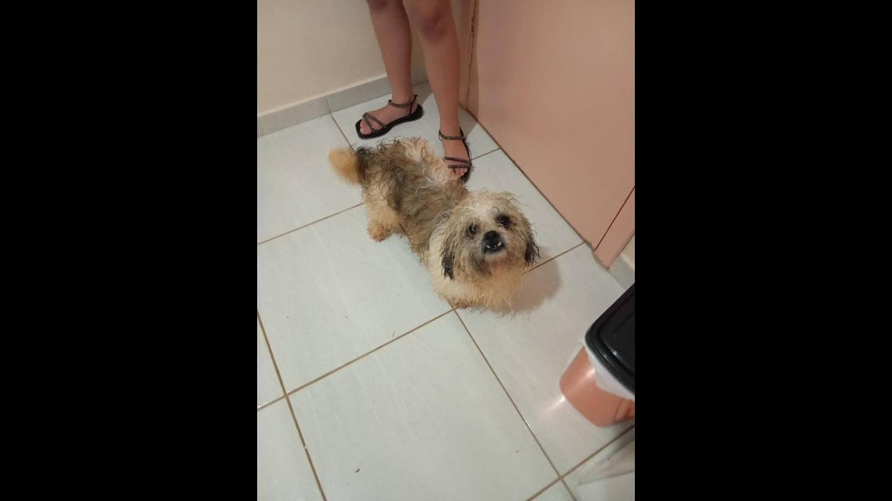 Cachorra é encontrada no bairro Santa Cruz