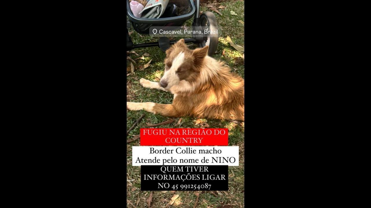 Cachorro Nino desapareceu no bairro Country