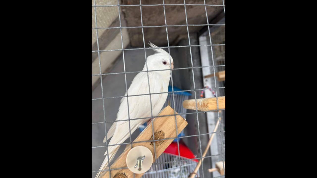 Calopsita desapareceu no bairro Coqueiral