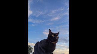 Imagem referente a Gato Feneme desapareceu no bairro Lago Azul