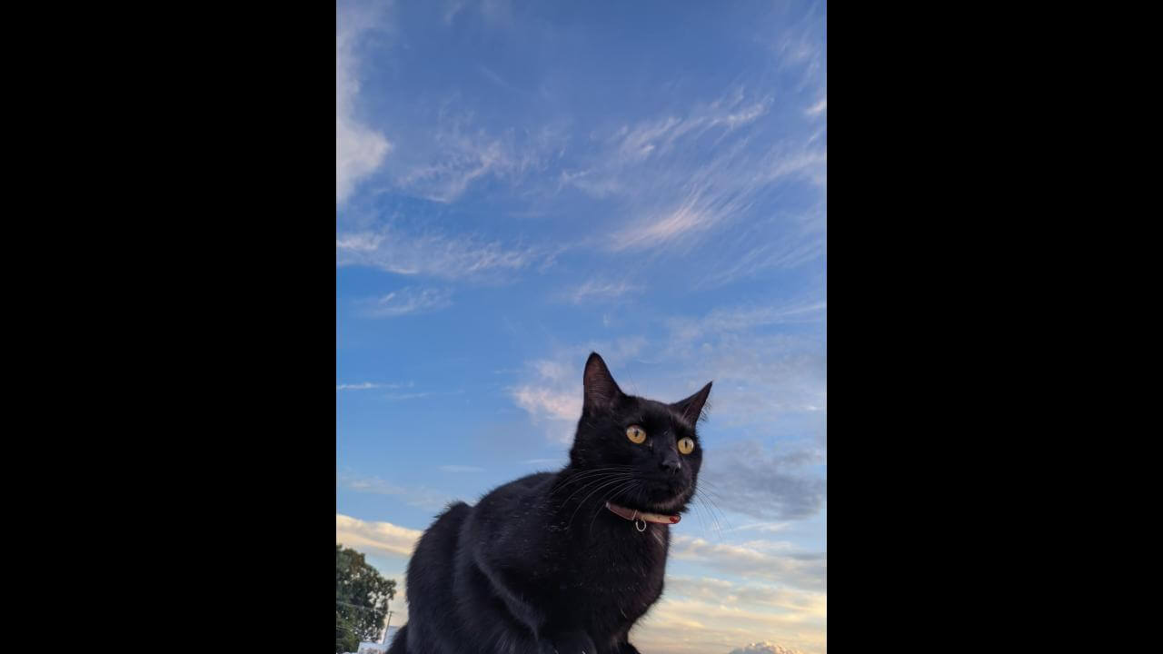 Gato Feneme desapareceu no bairro Lago Azul