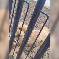 Imagem referente a Cachorrinha é resgatada após ser vítima de maus-tratos em Cascavel