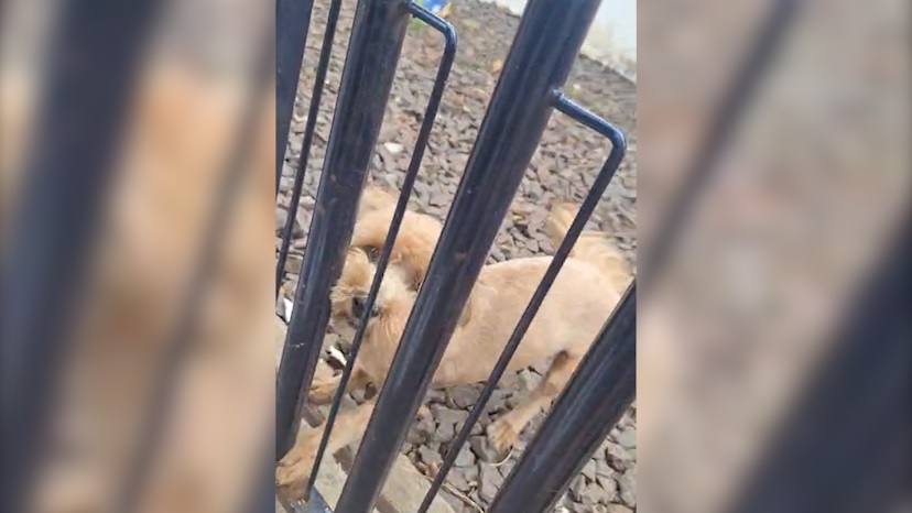 Imagem referente a Cachorrinha é resgatada após ser vítima de maus-tratos em Cascavel