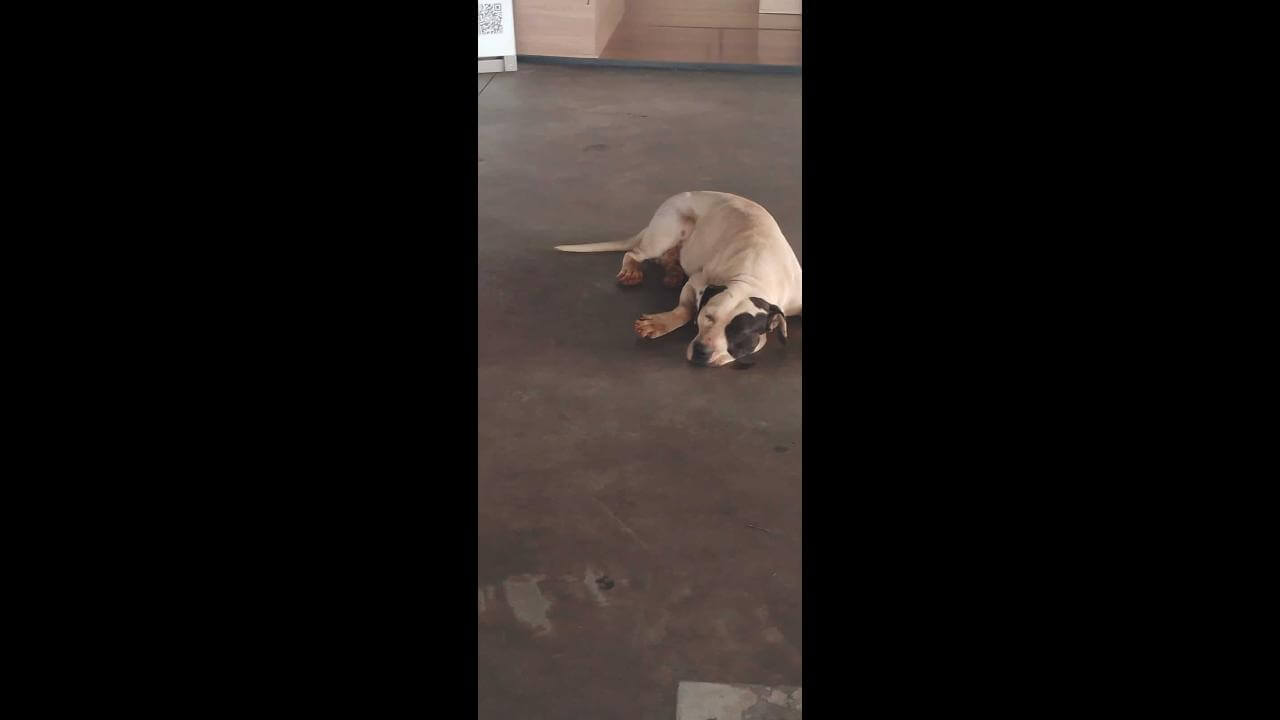 Cachorro é encontrado no bairro Periolo