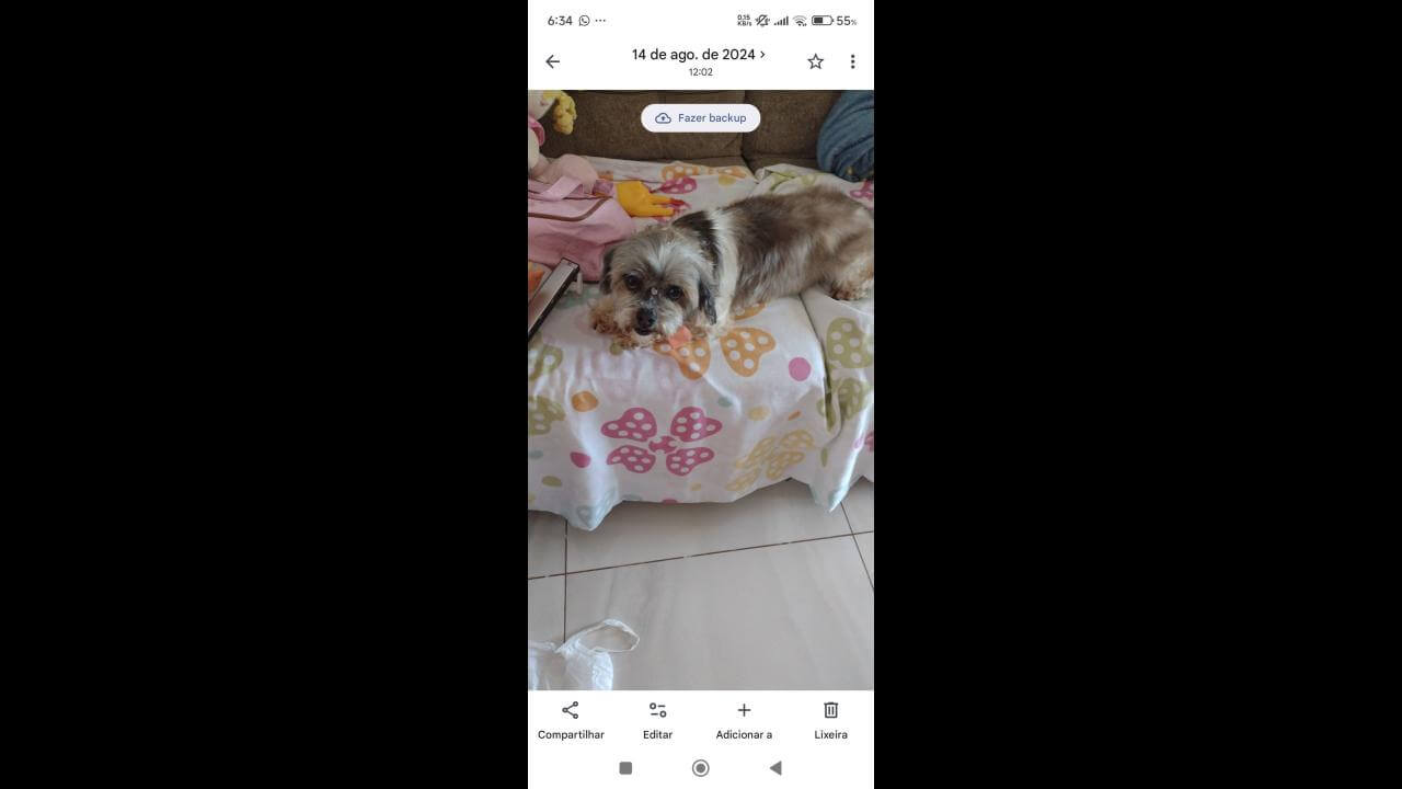 Cachorra Meg desapareceu no bairro Região do Lago