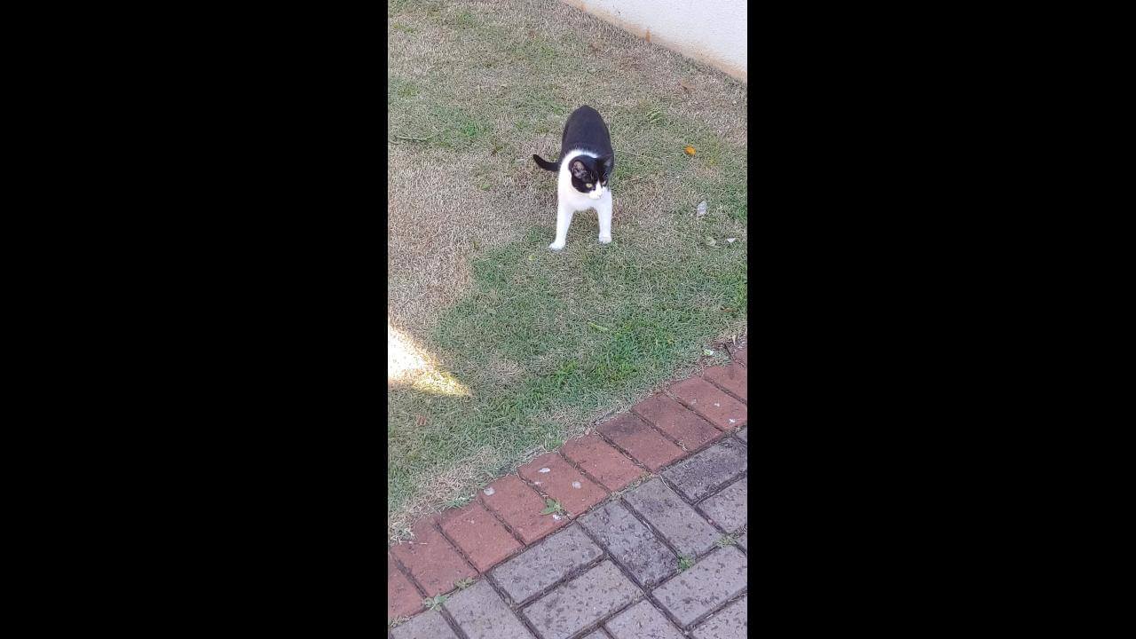 Gata Mia desapareceu no bairro 14 de Novembro