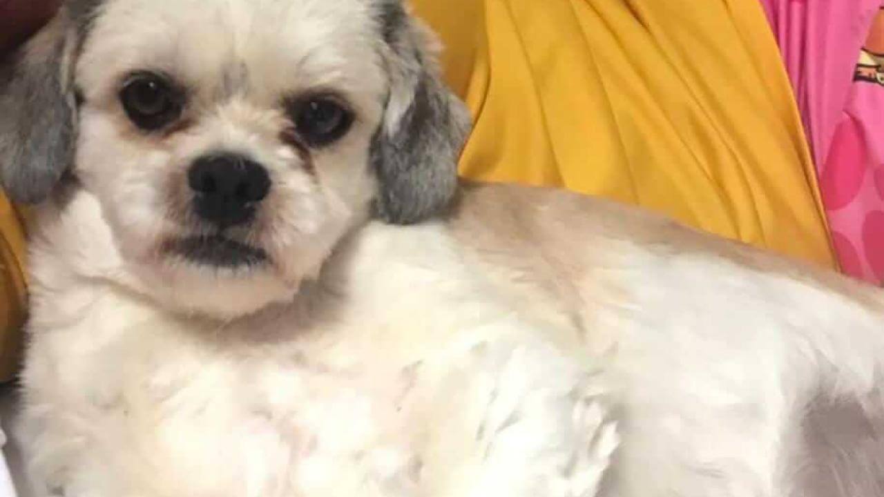 Cachorra Vida desapareceu no bairro Cascavel Velho Cachorra Vida desapareceu no bairro Cascavel Velho
