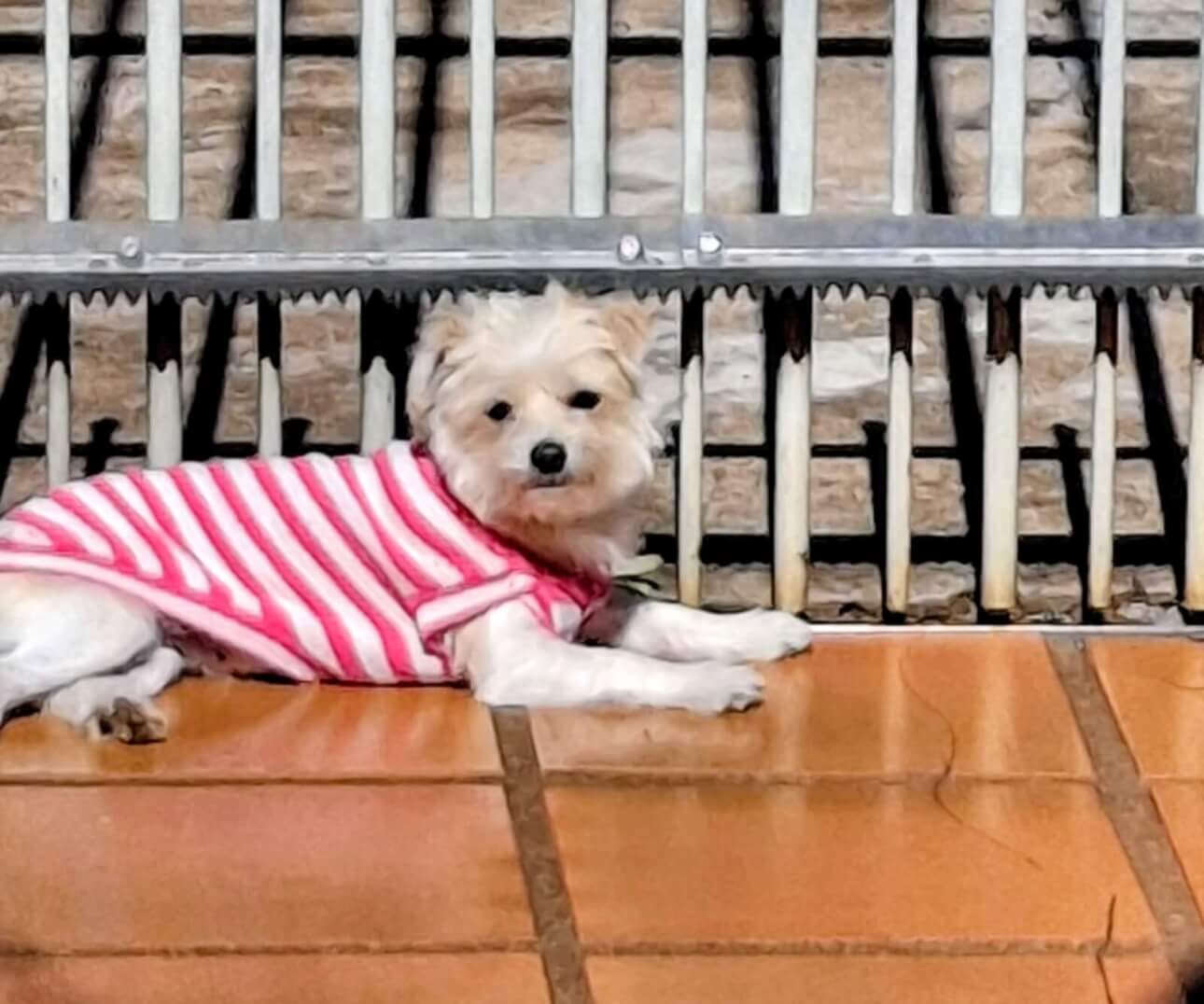 Cachorra Lua desapareceu no bairro Recanto Tropical Cachorra Lua desapareceu no bairro Recanto Tropical