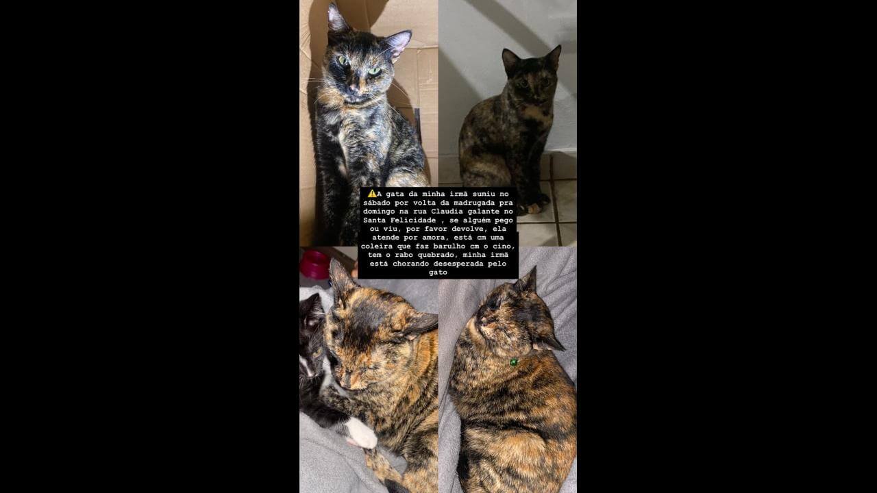 Gata Amora desapareceu no bairro Santa Felicidade Gata Amora desapareceu no bairro Santa Felicidade