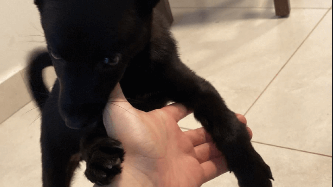 Cachorra é encontrada no bairro Santa Cruz Cachorra é encontrada no bairro Santa Cruz