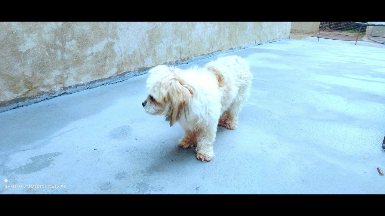 Cachorro é encontrado no bairro Interlagos Cachorro é encontrado no bairro Interlagos