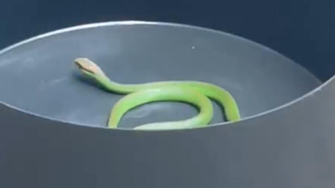 Cobra é capturada em empresa no São Cristóvão Cobra é capturada em empresa no São Cristóvão