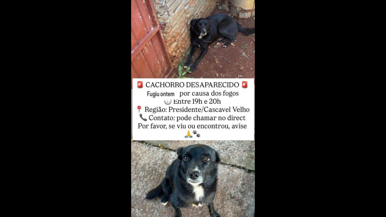 Cachorro Biscoito desapareceu no bairro Presidente