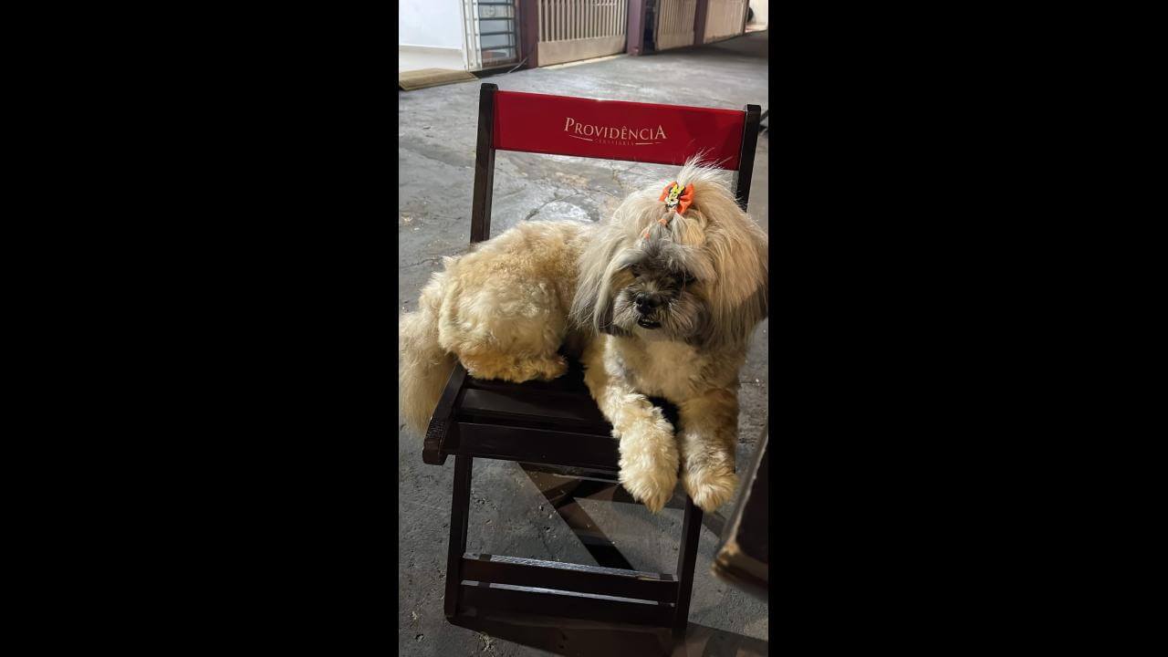Cachorra Amora desapareceu no bairro Coqueiral