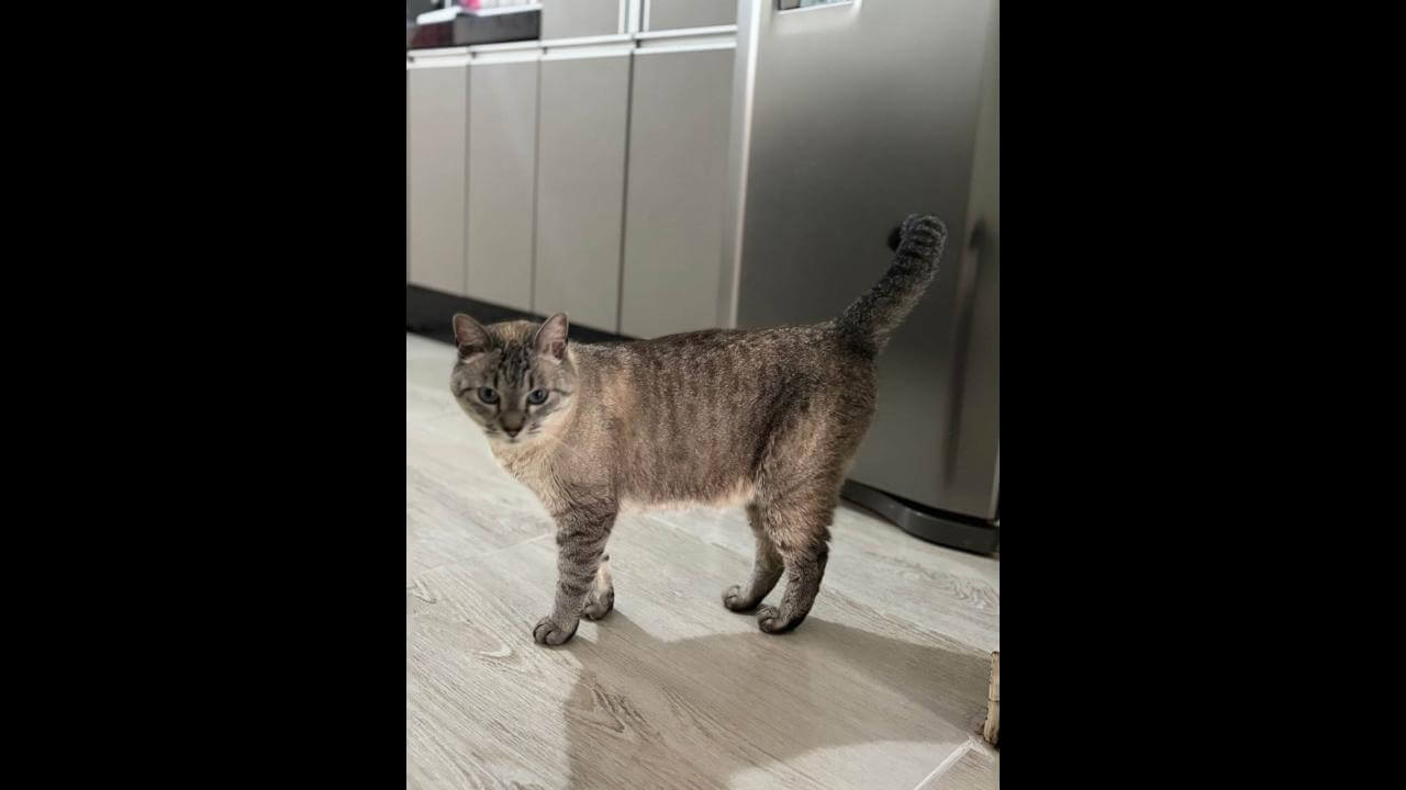 Gata Mia desapareceu no bairro Esmeralda Imagem referente a Gata Mia desapareceu no bairro Esmeralda