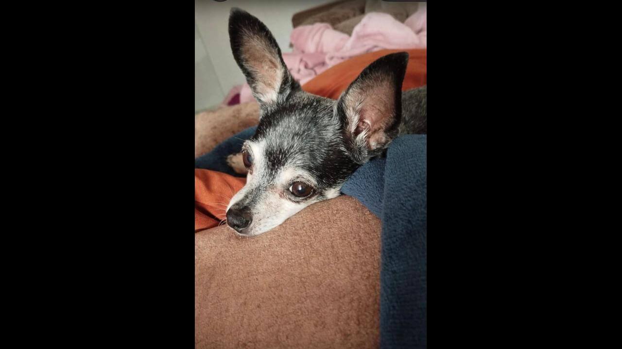 Cachorra Bella desapareceu no bairro Brasília