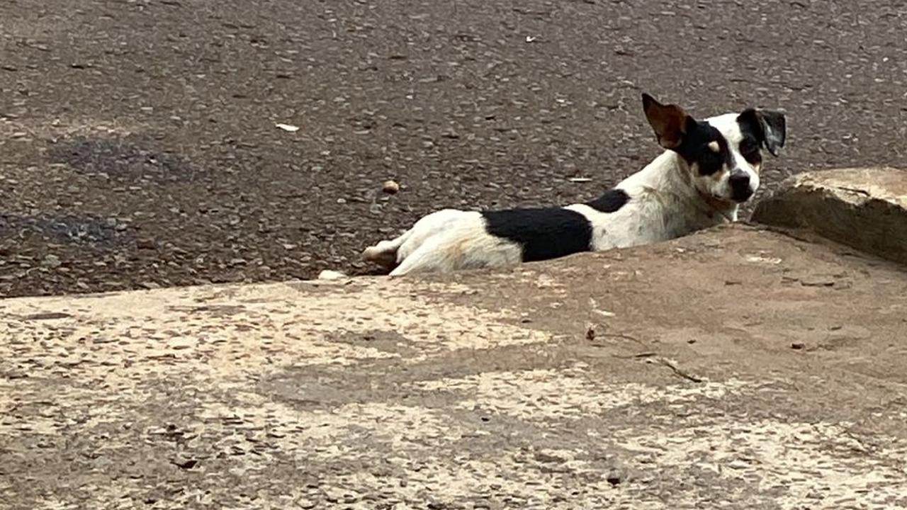 Cachorrinha atropelada de manhã permanece sem atendimento veterinário e internautas pedem ajuda Cachorrinha atropelada de manhã permanece sem atendimento veterinário e internautas pedem ajuda