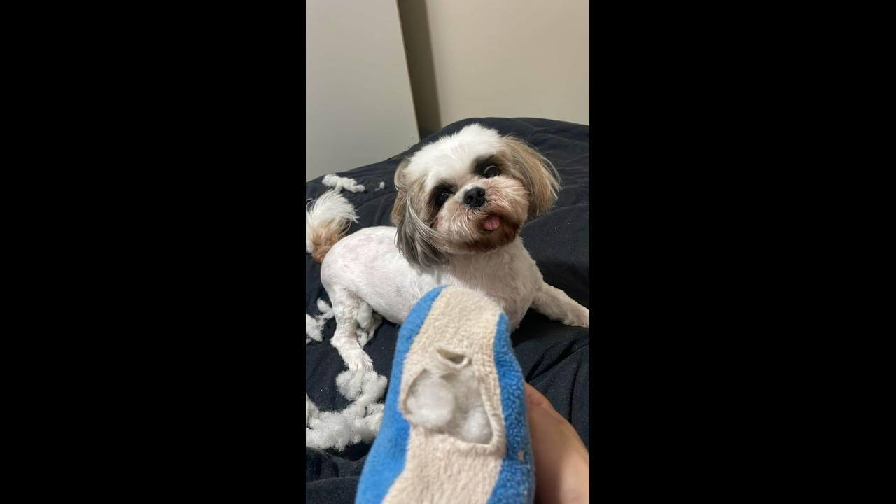 Cachorro Bold desapareceu no bairro Guarujá