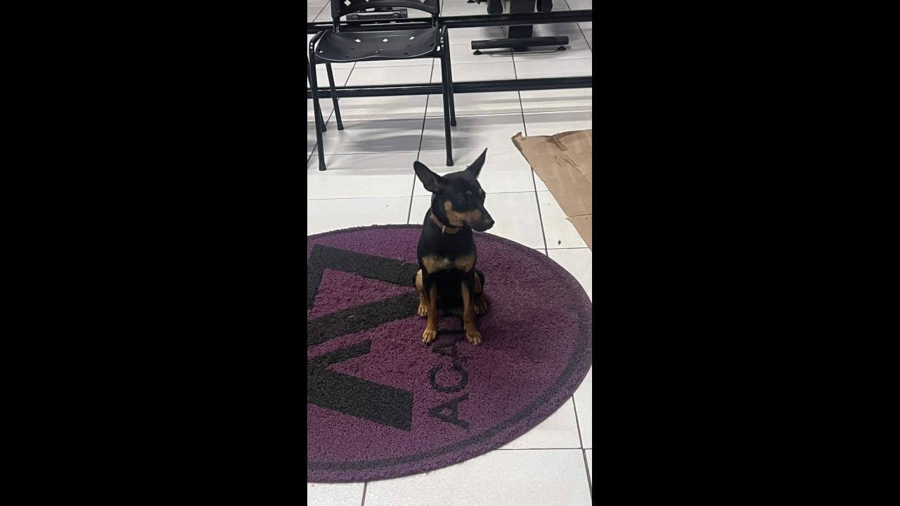 Cachorro é encontrado no bairro Brasília