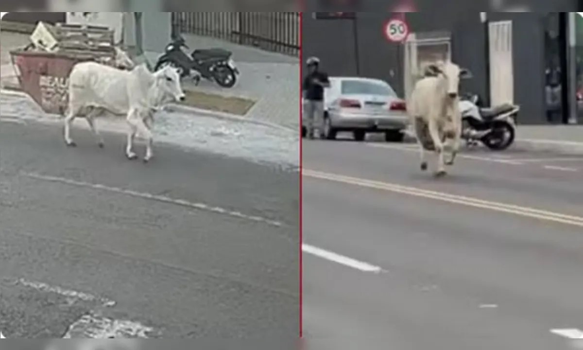 A caminho do abate, boi pula de veículo e foge pelas ruas de Paranavaí A caminho do abate, boi pula de veículo e foge pelas ruas de Paranavaí