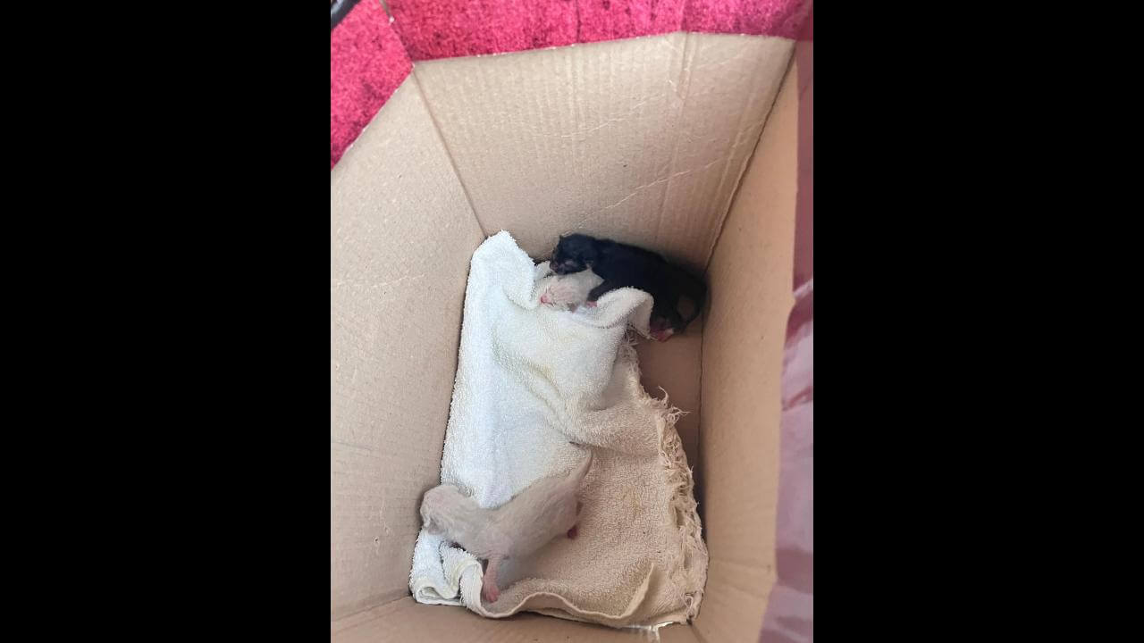 Gato é encontrado no bairro Coqueiral
