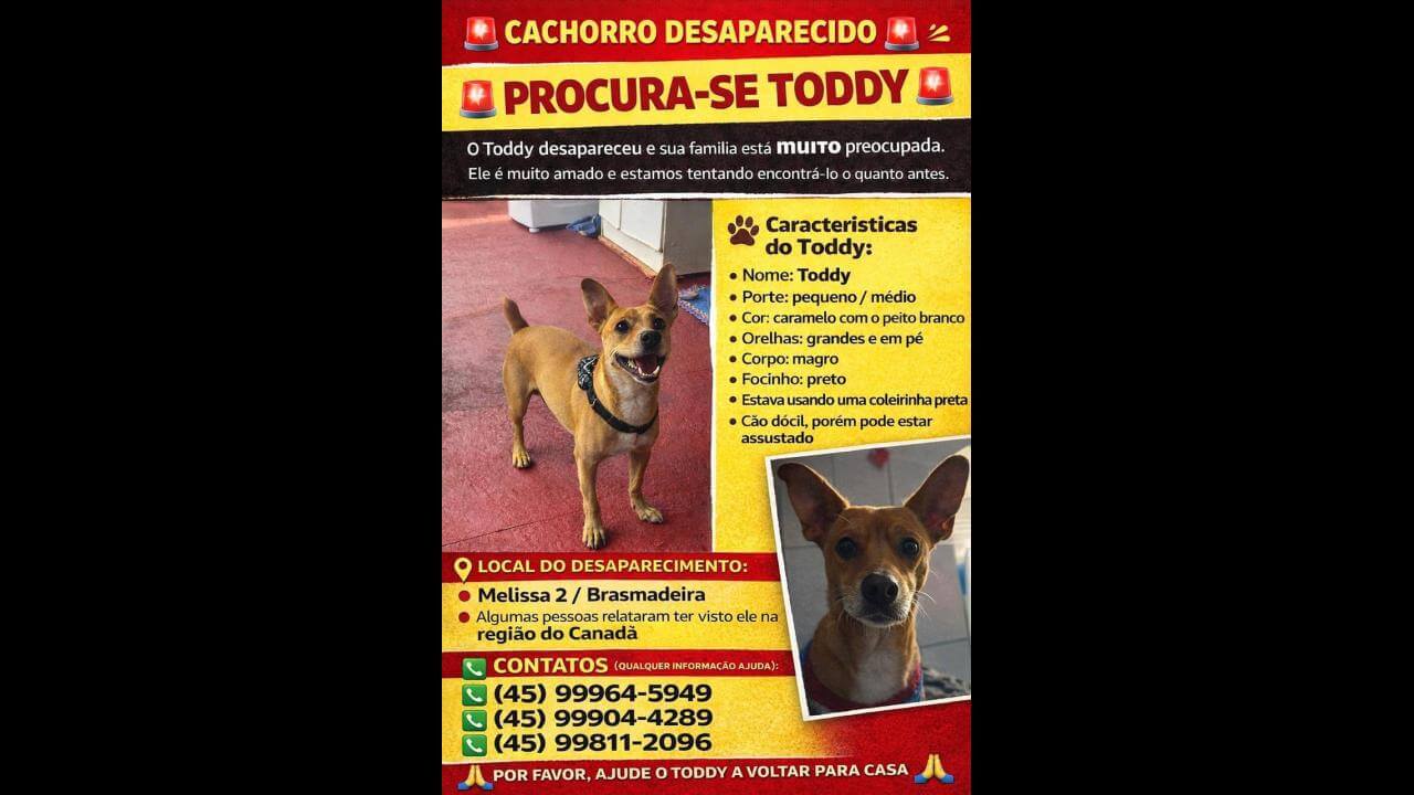 Cachorro Toddy desapareceu no bairro Brasmadeira
