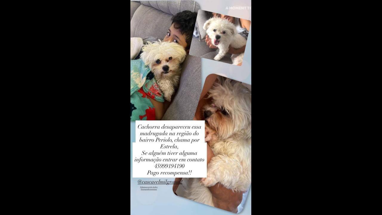 Cachorra Estrela desapareceu no bairro Periolo