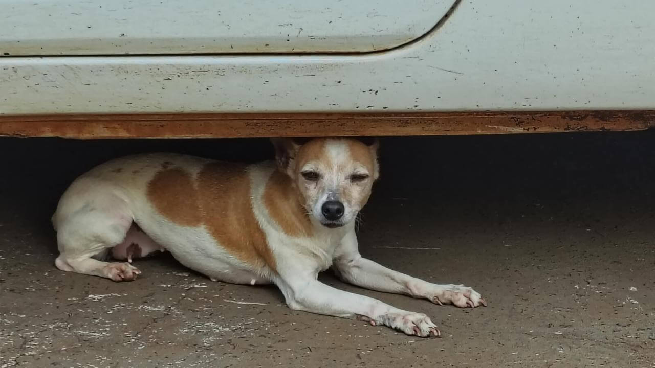Cachorra é encontrada no bairro Santa Cruz