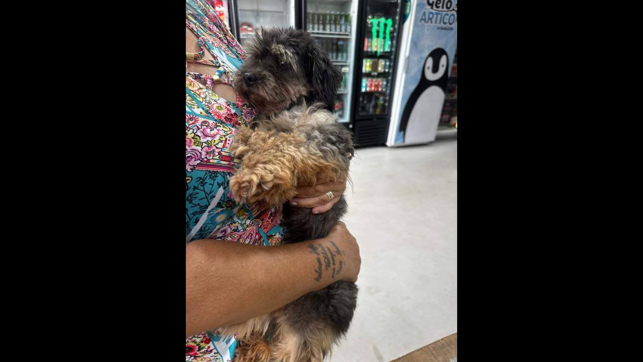 Cachorro é encontrado no bairro Floresta