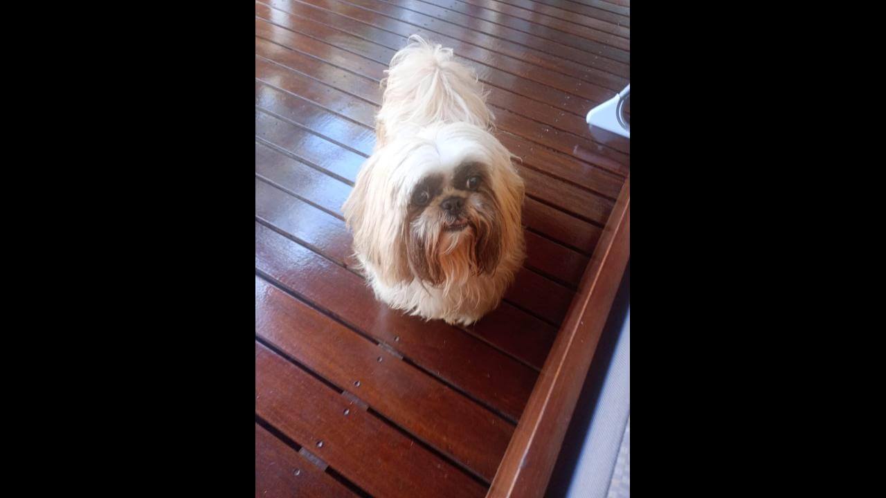 Cachorro é encontrado no bairro Parque São Paulo